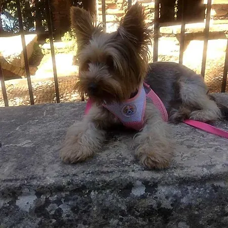 Antonella טאורמינה